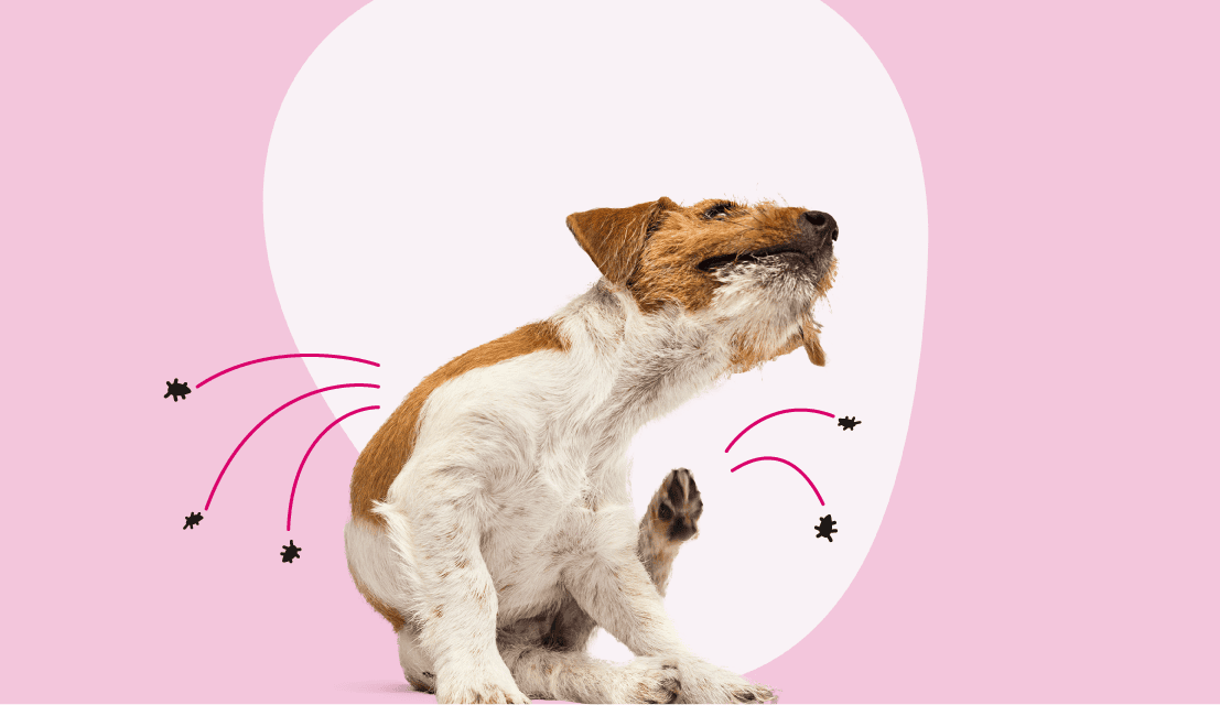 Comprehensive Guide to Flea and Tick Prevention for Dogs